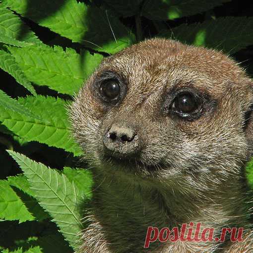 Животные - clipartis Jimdo-Page! Скачать бесплатно фото, картинки, обои, рисунки, иконки, клипарты, шаблоны, открытки, анимашки, рамки, орнаменты, бэкграунды