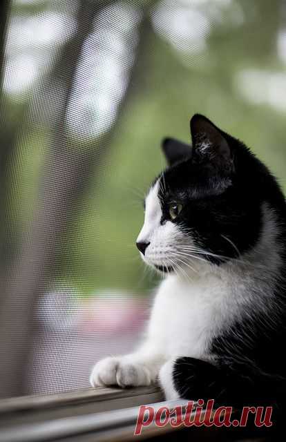 #111 - Pablo Bird Watching | Flickr - Photo Sharing!