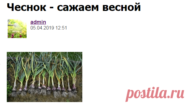 Чеснок - сажаем весной - Садоводка