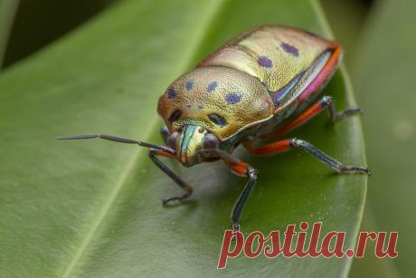 _Z2A2068 mangrove shield bug Calliphara nobilis