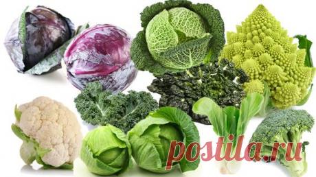17 основных видов капуст: учимся различать капусту на Supersadovnik.ru Капуста только кажется простым овощем, на самом деле у капуст огромное количество видов, а следовательно, способов применения и особенностей выращивания. Давайте разбираться кто есть кто? Кто романеско, а кто грюнколь, тах-цой или суперновинка - капу