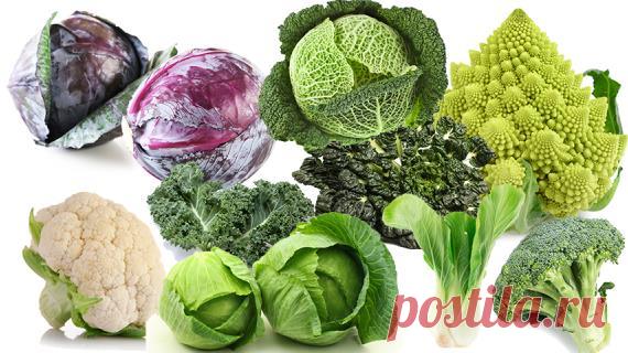 17 основных видов капуст: учимся различать капусту на Supersadovnik.ru Капуста только кажется простым овощем, на самом деле у капуст огромное количество видов, а следовательно, способов применения и особенностей выращивания. Давайте разбираться кто есть кто? Кто романеско, а кто грюнколь, тах-цой или суперновинка - капу