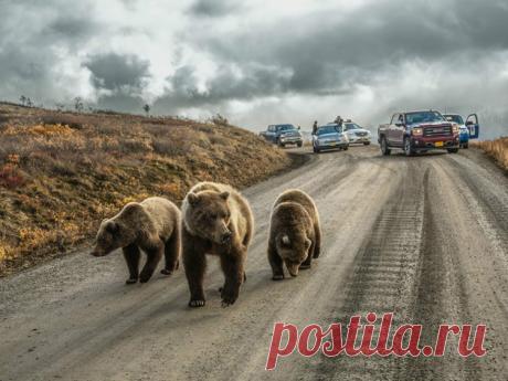 Gallery.ru / Фото #6 - Лучшие фотографии конкурса National Geographic - Vladikana