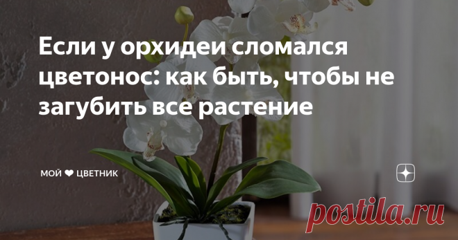 Если у орхидеи сломался цветонос: как быть, чтобы не загубить все растение Цветок все еще можно спасти