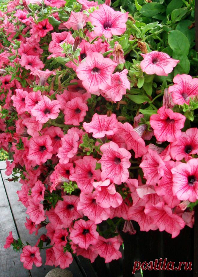 ПОДКОРМКА ПЕТУНИЙ
Как правильно проводить?