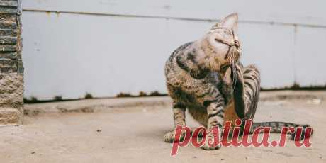 6 причин почему кошка постоянно чешется - что делать