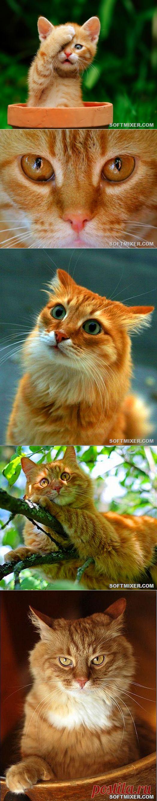 сообщение ksugha_72 : Рыжий кот - примета счастья (21:08 09-07-2014) [5486253/330422450] - oshepkowa.elena@mail.ru - Почта Mail.Ru