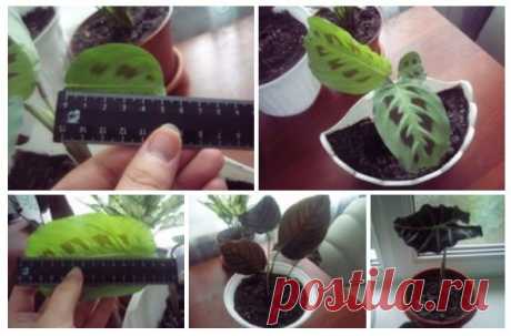 Рецепт Чудо - раствора, оживляющего даже самые безнадёжные цветы.