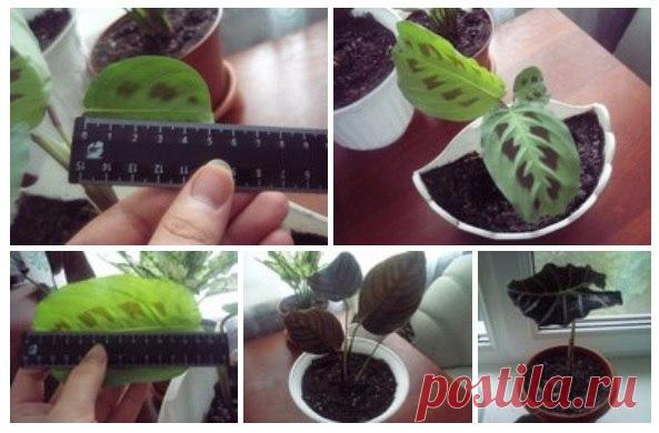 Рецепт Чудо - раствора, оживляющего даже самые безнадёжные цветы.