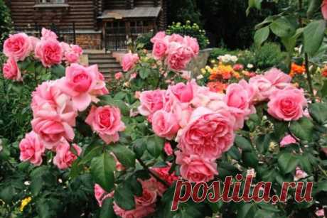 Лучшие декоративные растения, которые обязательно должны занять место в саду - Идеальная хозяйка