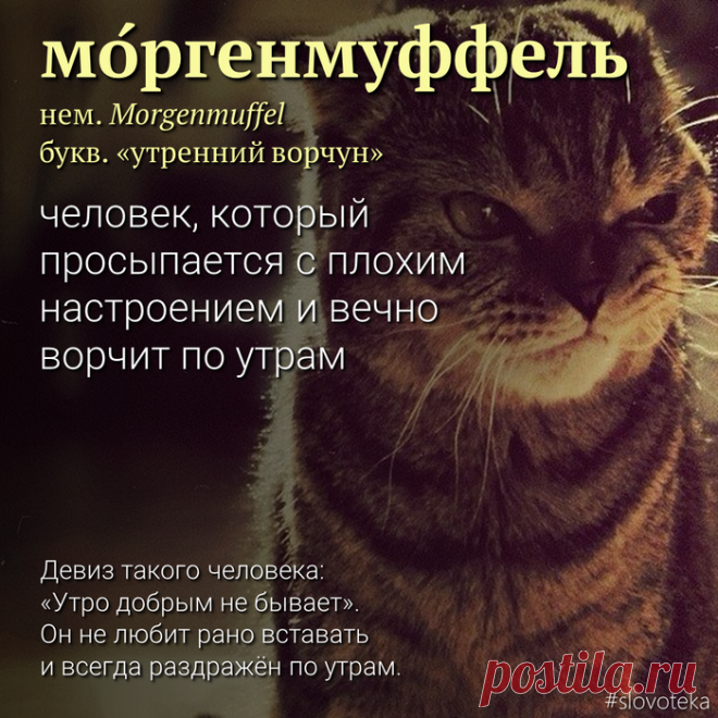 Моргенмуффель | Пикабу