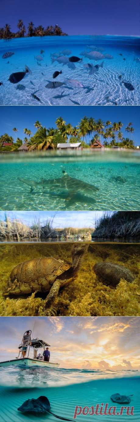 Фото, на которых запечатлен и подводный, и надводный мир - Наука и жизнь