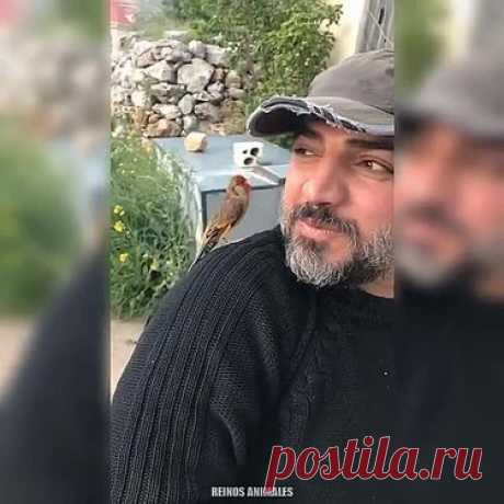 26 карточек в коллекции «S.ВИДЕО» пользователя николай ивашкив в Яндекс.Коллекциях