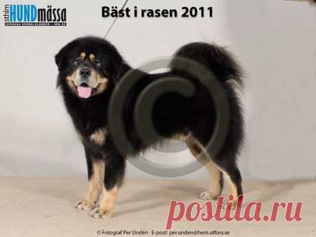 TIBETANSK MASTIFF Namn:  BY CH, C.I.B, FI UCH, LT&LV CH, SE UCH CHILCOOT FIGHTER    Ägare:  MARI LEHTINEN, RUSKO FINLAND   Uppfödare:  LAAKKONEN EEVA & JARI, FINLAND