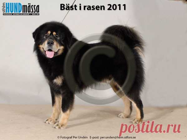 TIBETANSK MASTIFF Namn:  BY CH, C.I.B, FI UCH, LT&LV CH, SE UCH CHILCOOT FIGHTER    Ägare:  MARI LEHTINEN, RUSKO FINLAND   Uppfödare:  LAAKKONEN EEVA & JARI, FINLAND