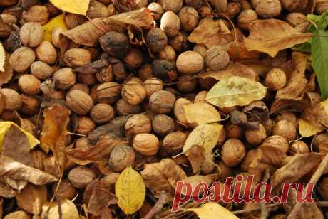 Как приготовить ореховый соус 🚩 ореховый соус по японски 🚩 Кулинарные рецепты