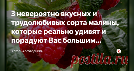 3 невероятно вкусных и трудолюбивых сорта малины, которые реально удивят и порадуют Вас большим урожаем! Ягода-малина летом в гости звала… И действительно, в период созревания этой изумительно вкусной и душистой ягоды, первый визит наносится в малинник. И всем хороша, и всеми любима в свежем виде и в варенье, в джеме и засушенная. Представляем сорта малины, которые порадуют вас богатым урожаем и отменным вкусом.
Бристоль черноплодная
Высокоурожайный сорт, легко переносит з...