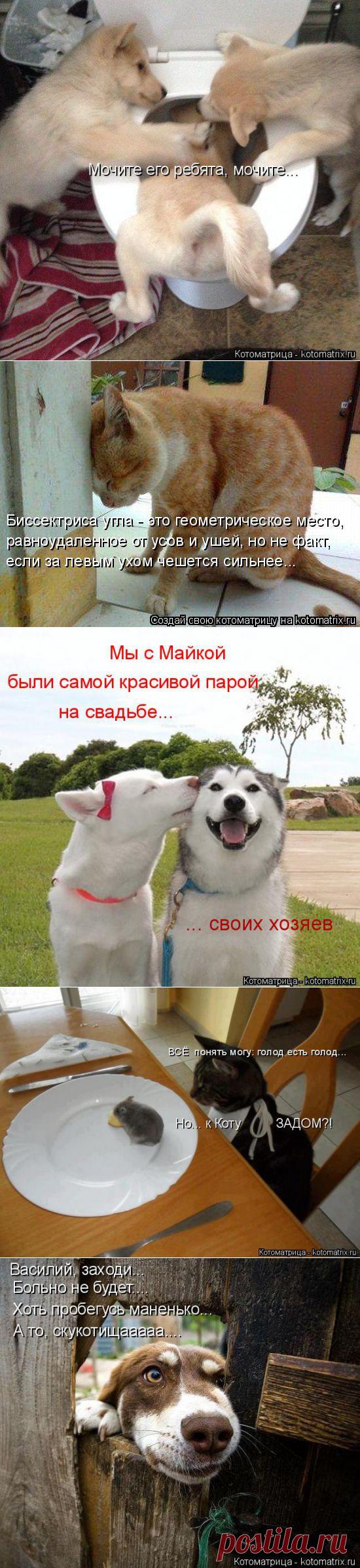 Самая свежая котоматрица