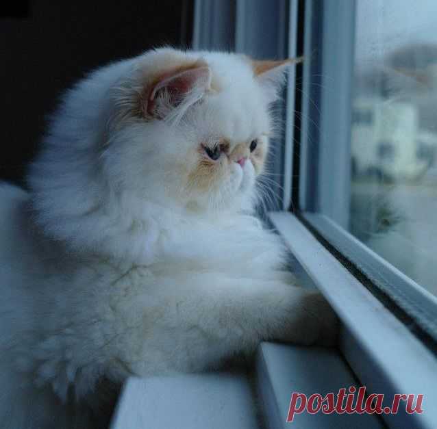 CyBeRGaTa - Cats, Memes, New Mexico