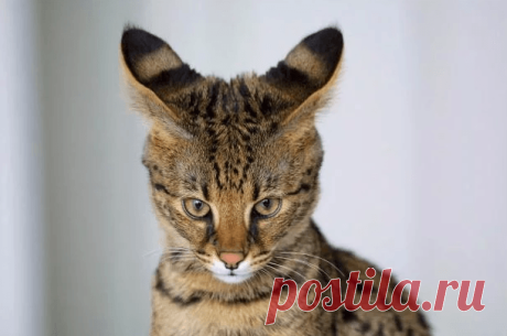 Самые дорогие породы кошек Кошки – одни из самых распространенных домашних питомцев во всем мире. Многие семьи живут вместе с пушистыми друзьями. Часто котов и кошек подбирают на улице, но есть люди, предпочитающие дорогих породистых животных.