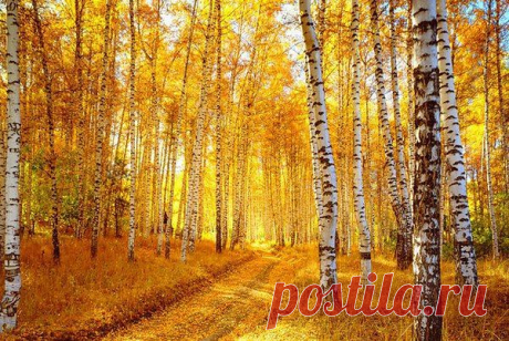 Кому-то - май. Кому-то - грозы.
А я люблю осенний лес. И золотую прядь берёзы на синем кружеве небес.