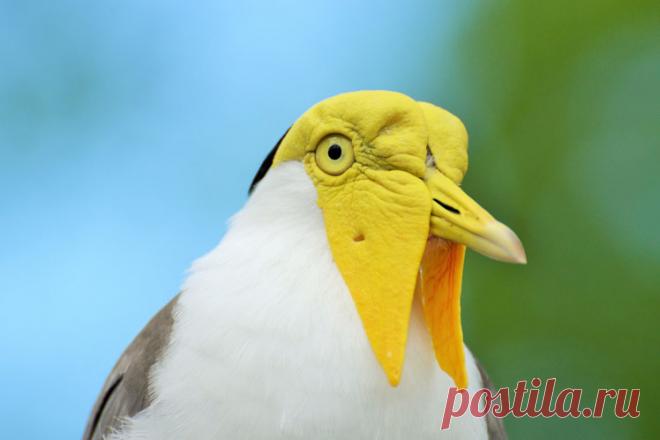 Самые причудливые существа на планете (часть 33) Очередная подборка самых необычных животных из разных уголков земного шара. Итак встречайте: Солдатский чибис, Генета, Золотохвостый геккон, Большеухая лисица, Лягушки adelphobates …