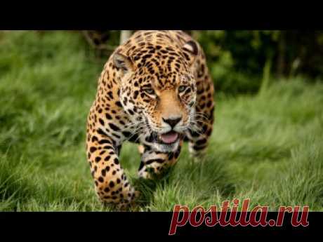 Подборка документальных фильмов от National Geographic.
Приятного просмотра!