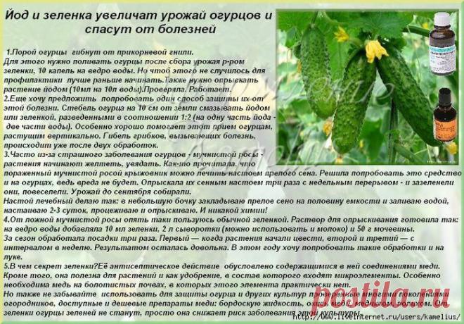 Дневник Елениной_Елены