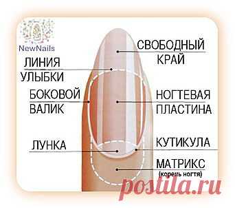 Средства для укрепления ногтей