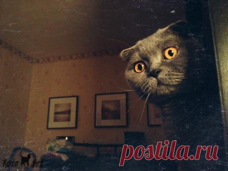 Фотография *** из раздела животные №5403325 - фото.сайт - Photosight.ru