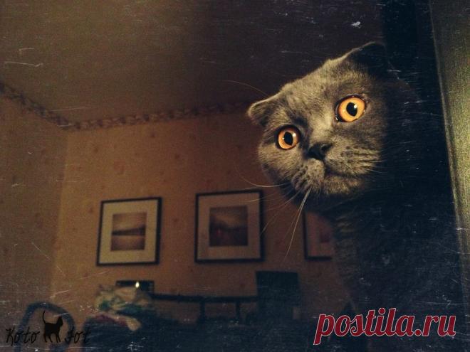 Фотография *** из раздела животные №5403325 - фото.сайт - Photosight.ru