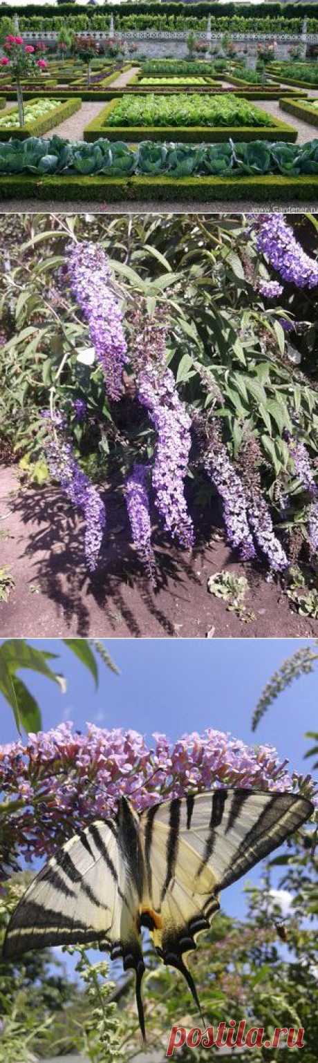 Подкормки для растений.
