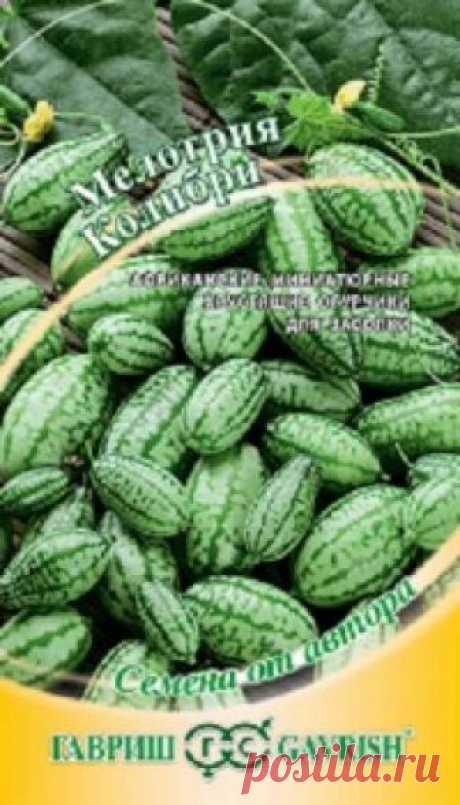 Семена. Мелотрия "Колибри" (мини-арбуз), 20 штук Всхожесть: 96%.
Колибри - новый сорт, рекомендуется для выращивания на приусадебных участках. Мелотрия - малораспространенная овощная культура семейства тыквенных, родом из Африки. Это своеобразный миниатюрный огурец - небольшие плодики (1,5-2,5 см) светло-зеленого цвета по вкусу...