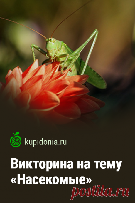 Викторина на тему «Насекомые». Интересный тест о насекомых из серии «Животные». Пройдите тест на сайте и проверьте свои знания!