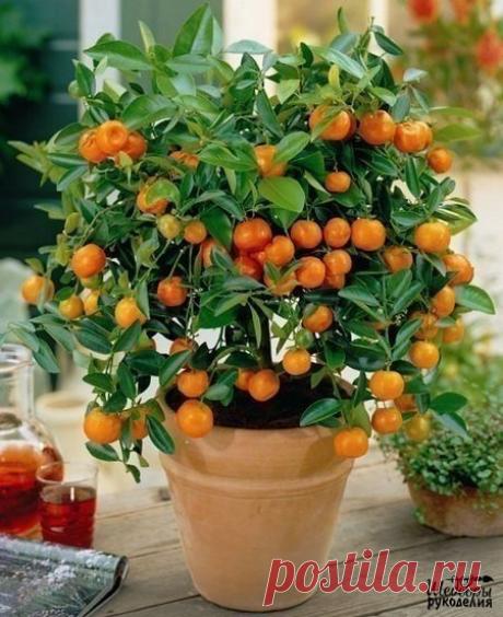 Как вырастить апельсиновое дерево из косточки  / Рукоделие