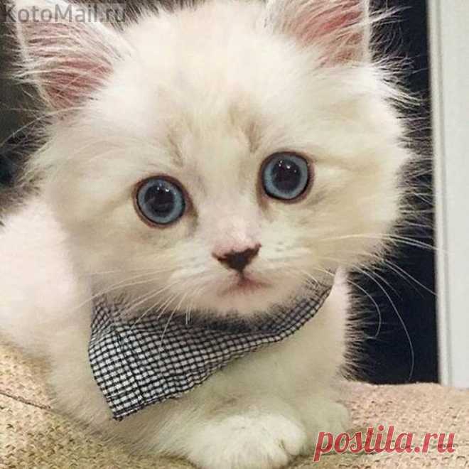 Пушистая снежинка