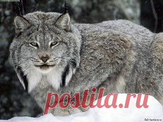хищники животные -