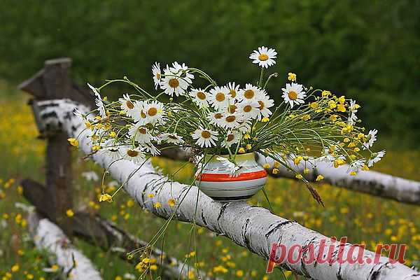Ромашковое  лето