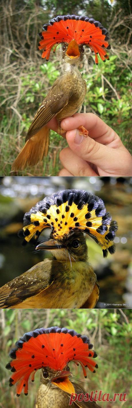 Амазонский венценосный мухоед (Onychorhynchus coronatus) | ИнфоГлаз