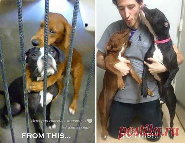 Фото «обнимающихся» бездомных собак спасло их от усыпления