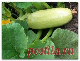 Секреты быстрого роста кабачков - Садоводка
