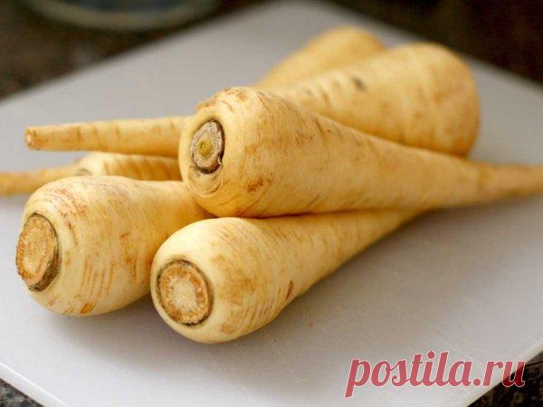 Агротехника выращивания пастернака из семян на своем огороде