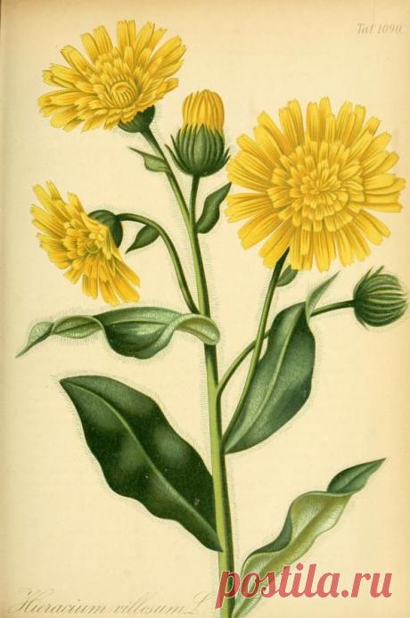 Найдено на сайте dreamssoreal.tumblr.com.