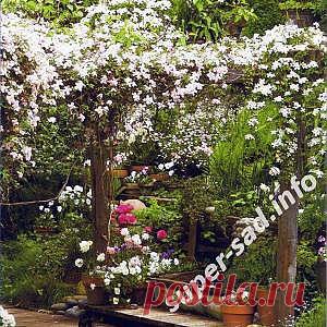 Строительство перголы. | Супер сад