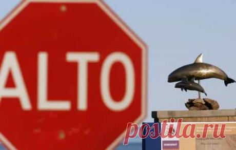 Планета Земля и Человек: Власти Мексики готовы клонировать калифорнийскую морскую свинью в случае исчезновения вида