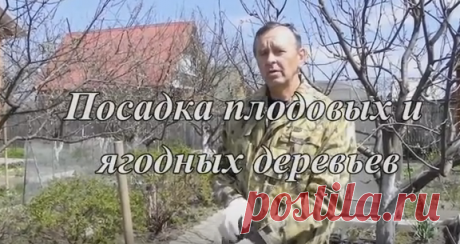 Правила посадки саженцев яблони, груши, вишени, слив