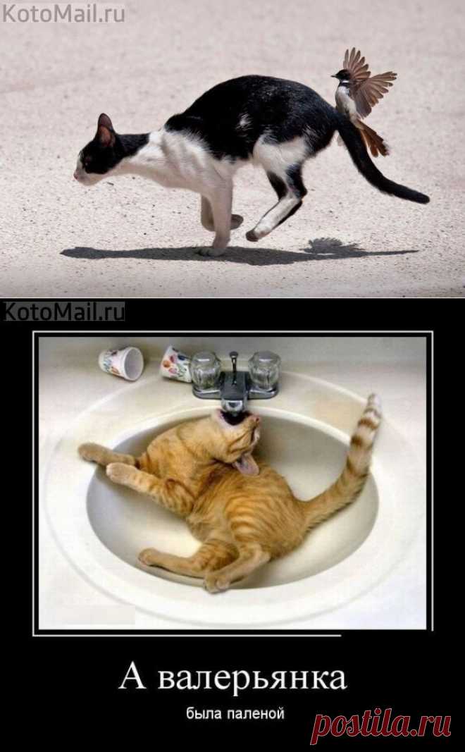 Наездник | KotoMail.ru