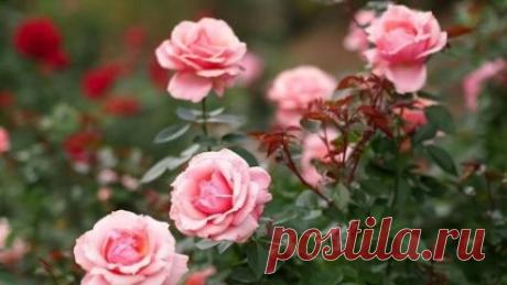 Причины угнетения розы 
 
Каждому цветоводу хочется иметь в саду только здоровые растения . Но их желания не всегда совпадают действительностью! Не смотря на хороший уход - розы в саду часто имеют угнетённый вид. Своевременные поливы, подкормки не помогают. Розы - чахнут на глазах! 
 
При внимательном осмотре куста розы - цветоводы замечают, что листья объедены, листья растения имеют не свойственную им окраску. После недолгих умозаключений, приходит мысль что это вредители или болезни, но отчего