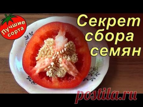 СОБИРАЙТЕ ТАК СЕМЕНА ПЕРЦА! Лучше всходят и долго хранятся