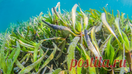 📌 Морская капуста - еда долгожителей. Готовим вкусный и очень полезный салат | Варим Жарим, рецепты | Дзен